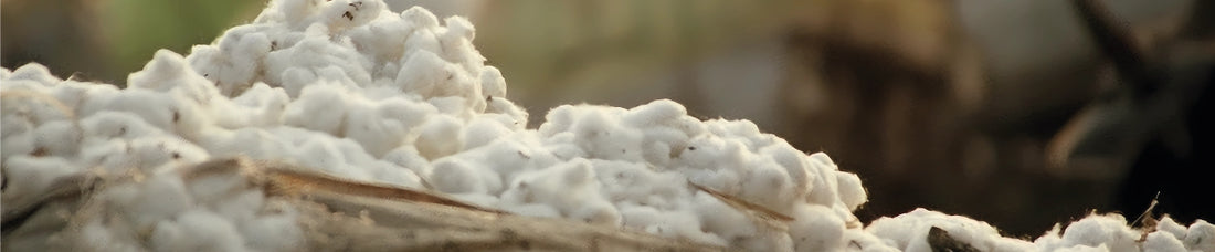 Antico e prezioso: il cotone egiziano Giza 45